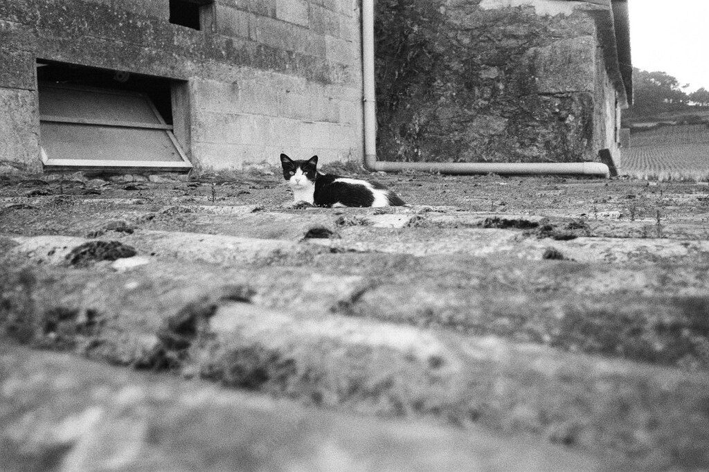 градації сірого