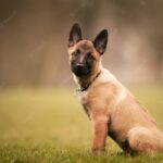 собаки цуценя