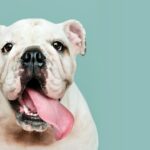 англійський бульдог