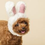 собака-пудель