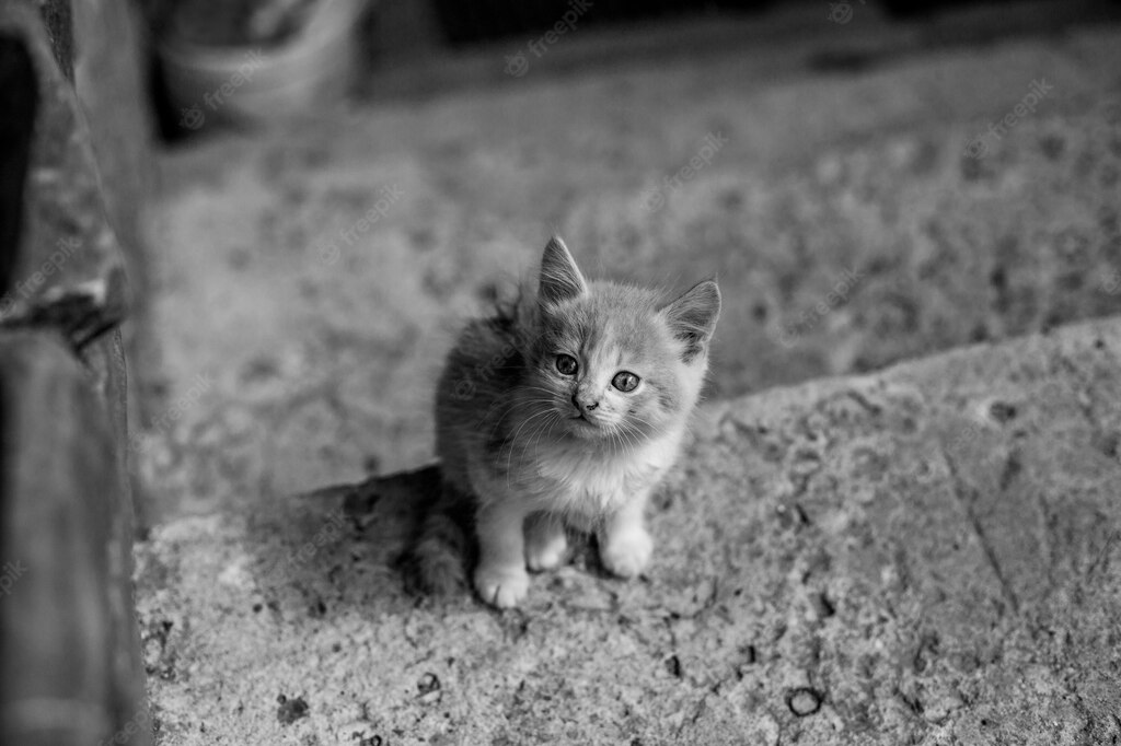 кішка сидить