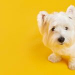 тварина собака