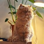 персидський кіт