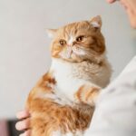 коти домашня тварина