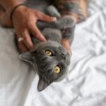 котячий будинок