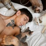 котячий будинок