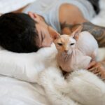 котячий будинок