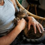 котячий будинок