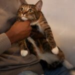 кіт особина самець