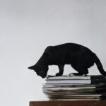 котячий хвіст