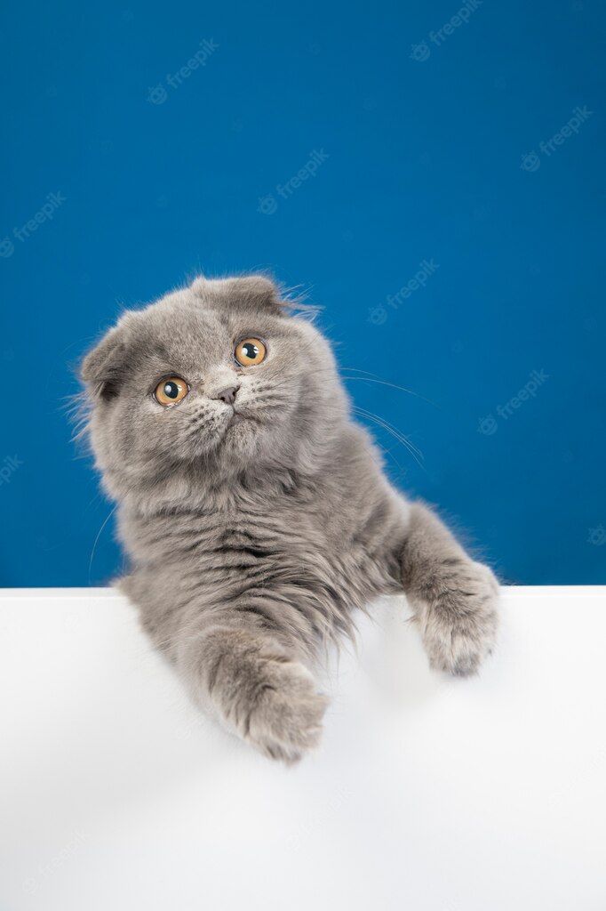 коти улюбленець