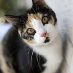 домашня тварина