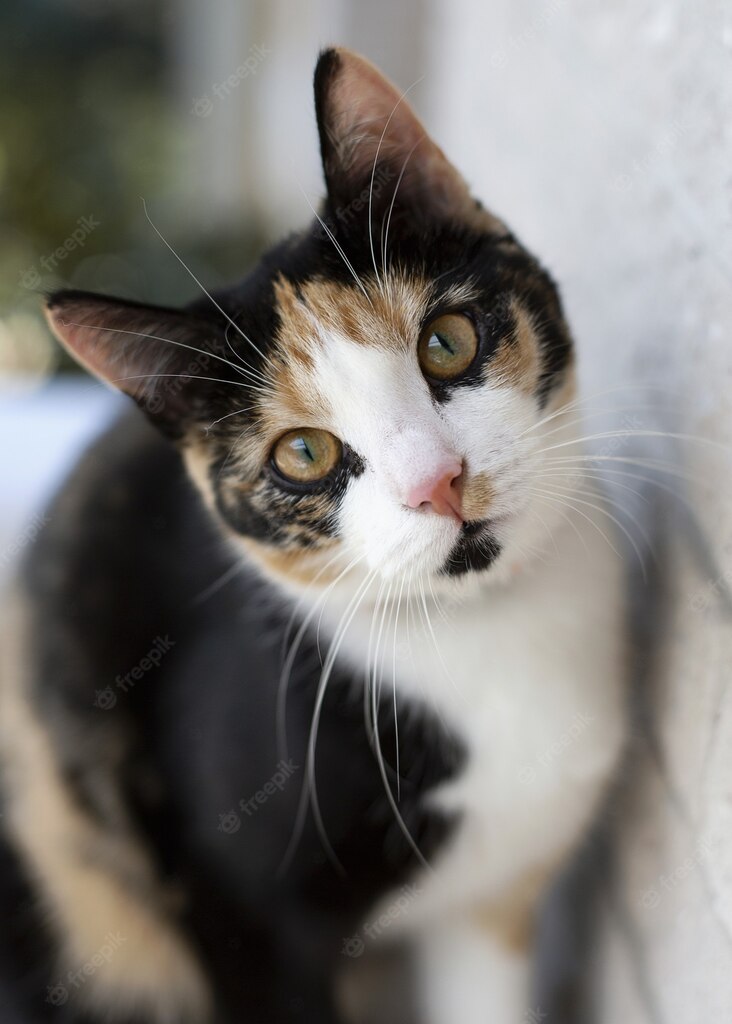 домашня тварина