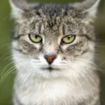 домашні тварини