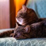 коти домашня тварина