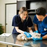 тваринний лікар