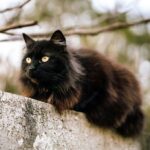 смішний кіт