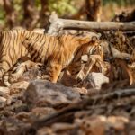 обличчя тигра