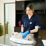 тваринний лікар