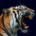 обличчя тигра