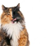 коти улюбленець