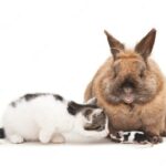 котячий хвіст