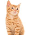 коти улюбленець