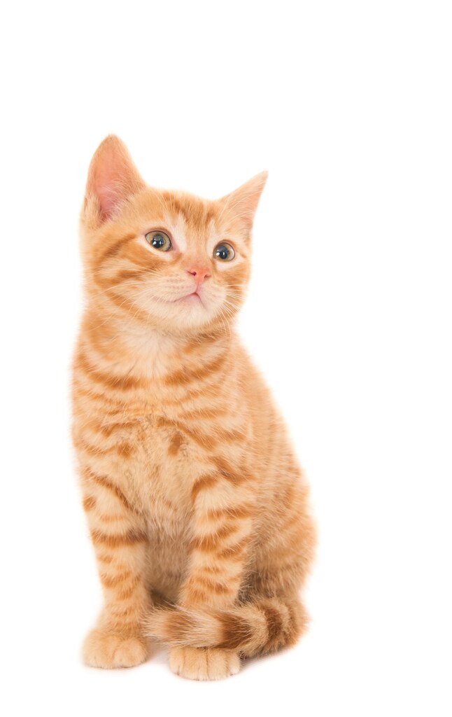 коти улюбленець