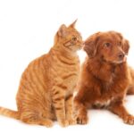 собака і кіт