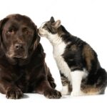 собака і кіт