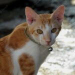 котячий будинок