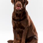 лабрадор ретривер