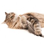 смішний кіт