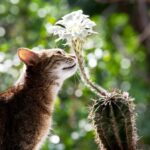 будинок для котів