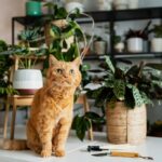 садівництво садівник