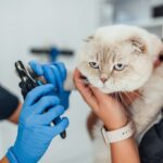 лікарня для тварин