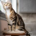 коти домашня тварина