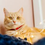 різдвяний кіт