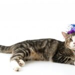 кіт на день народження