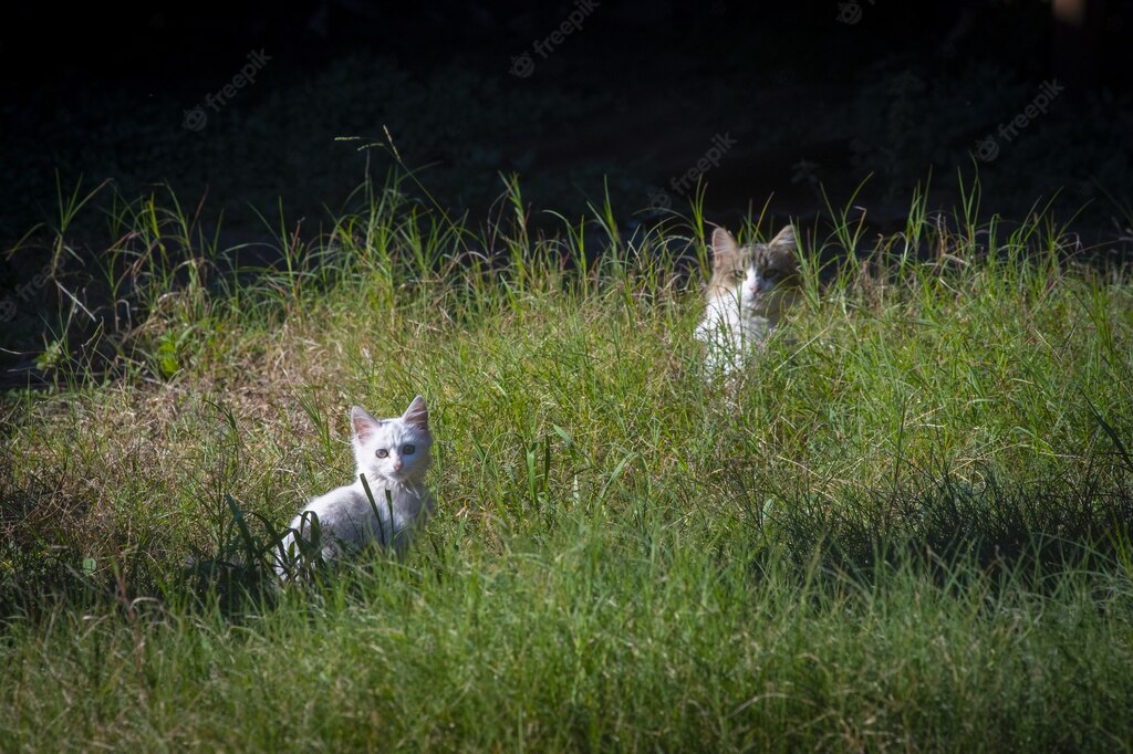 коти улюбленець