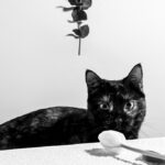 квітка тюльпана