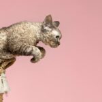 коти улюбленець