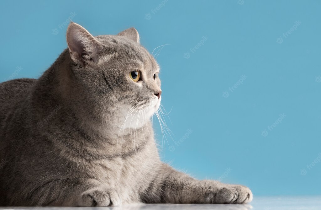 cats pet