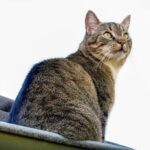 котячий будиночок