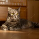 коти улюбленець