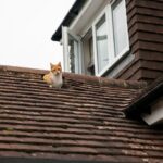 котячий будинок