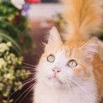 садівництво