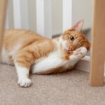 котячий будинок