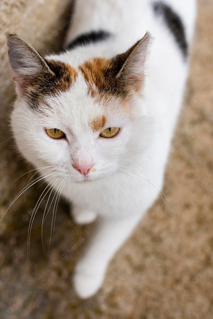 котячий будиночок