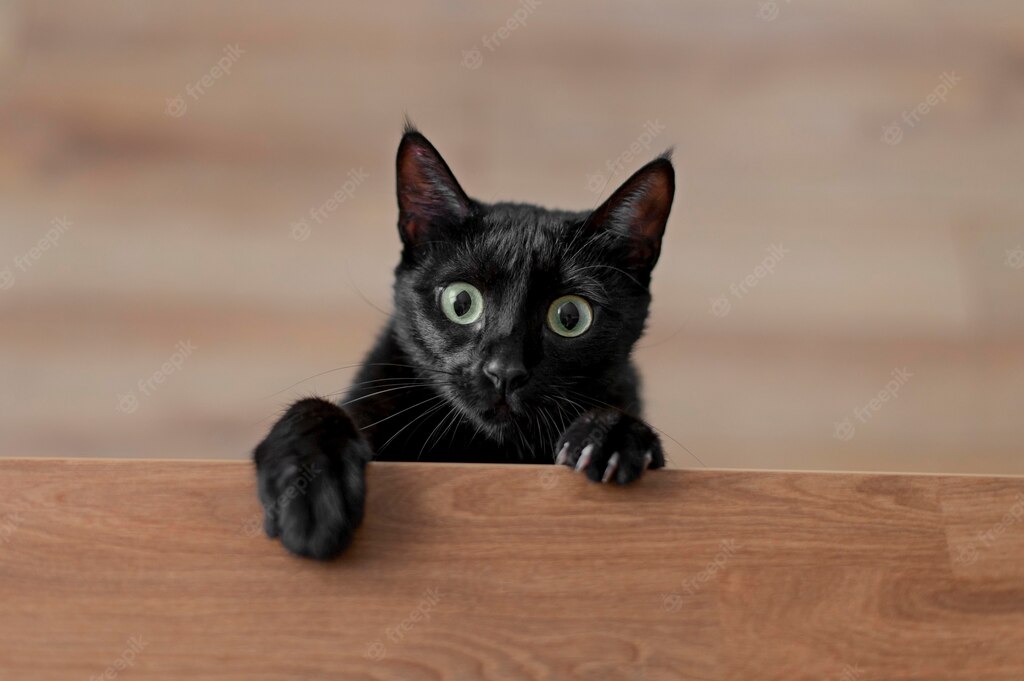 cats pet